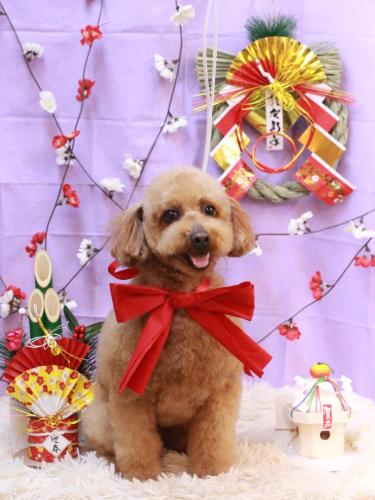 20230115チョコちゃん